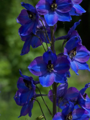 Delphinium_elatum_hybride_001.jpg