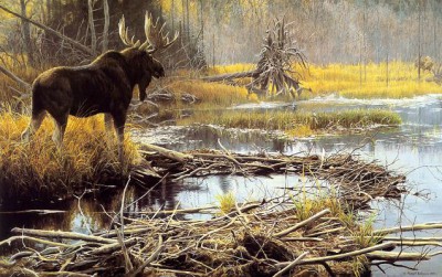 Robert-Bateman.-Animalisticheskaya-zhivopis.-Los.jpg